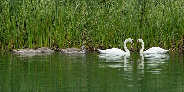 Family of swans on the cotswold lakes